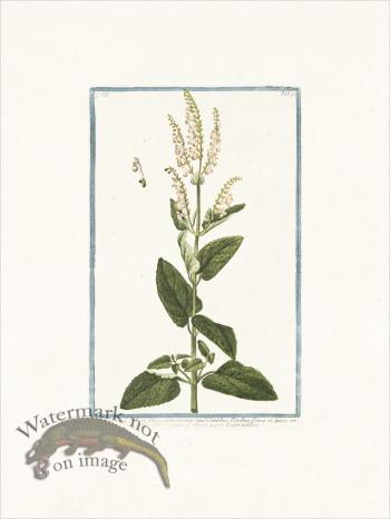 Bonelli 292 Wood Sage